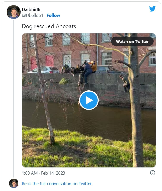 맨체스터 하천에 빠진 강아지 구출 작전 VIDEO: Group of Guys Dangle Themselves to Rescue a Dog That Fell Into a Canal in Manchester