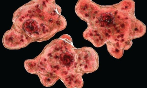 국내 첫 '뇌먹는아메바' 감염된 50대 남성 열흘만에 사망
