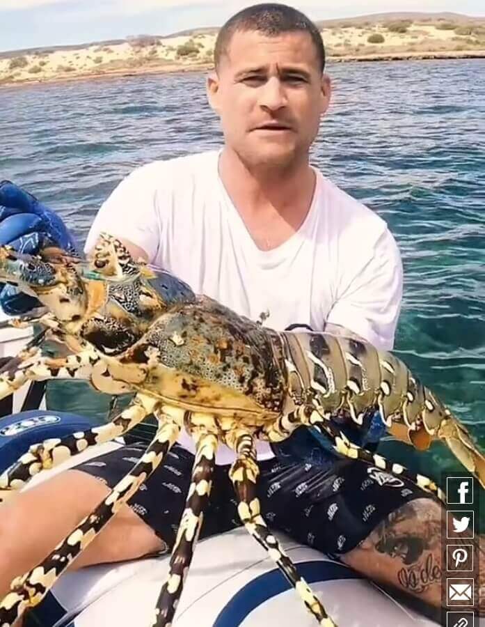 목에 금반지 걸린 물고기 l 크레이피쉬(Crawfish)인 줄 알았더니...Snorkeler Spots Man’s Lost Wedding Ring Wrapped Around Fish's Body l Fisherman catches giant crayfish in Australia – but