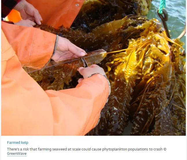 [#세계는 해조류 양식장 건설 붐] 세계 최초 대규모 양식장 수확 성공   VIDEO: Dutch seaweed farmers boast first offshore mechanical harvest