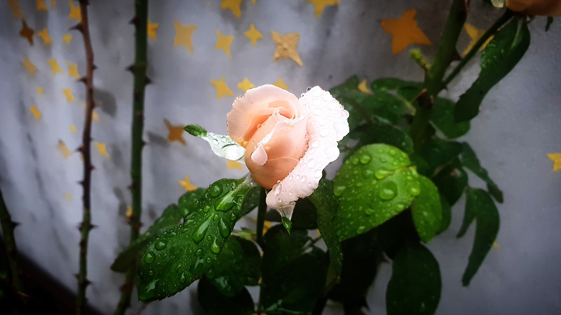 빗방울이 촉촉하게 분홍색 장미꽃
