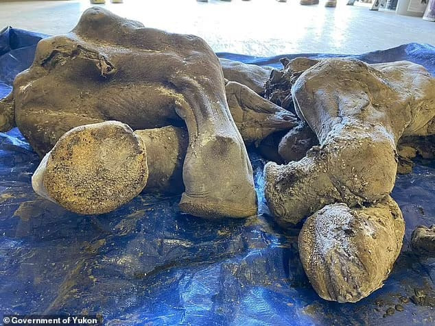 가장 완벽하게 보존된 3만년 전 아기 매머드 발견 VIDEO: Most complete baby mammoth in North America is FOUND