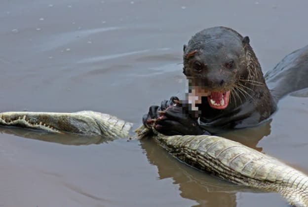 우리가 잘 모르는 포식자 '블랑카 수달' VIDEO:Snakes and Even Alligators Are Afraid of This Beast