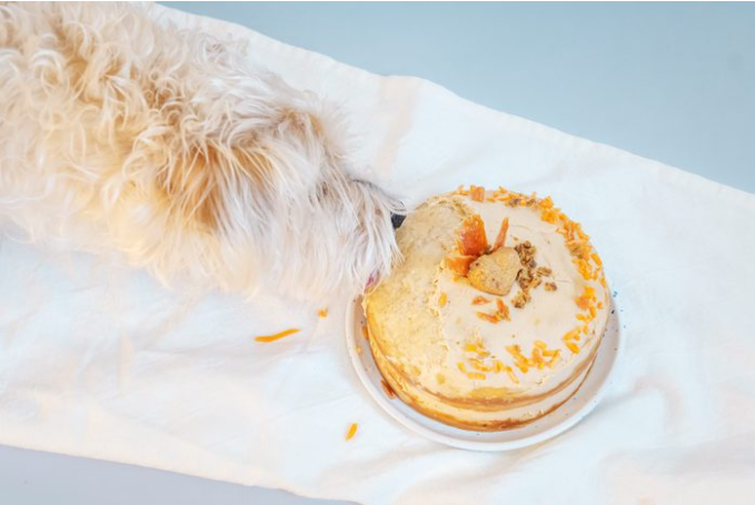 강아지 케이크 레시피는 강아지의 생일을 축하하는 완벽한 방법입니다