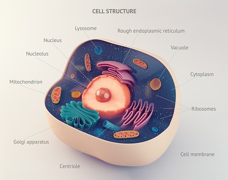 (해부학) 세포의 구조
