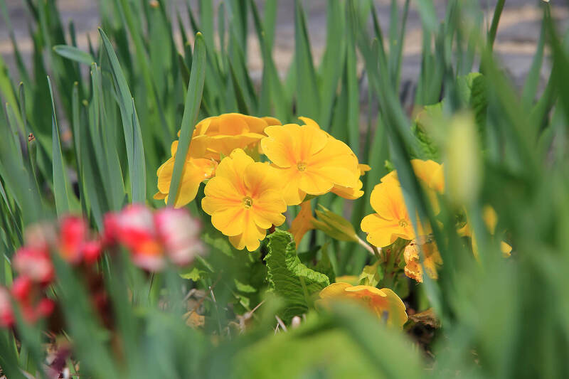신구대식물원 봄꽃 나들이