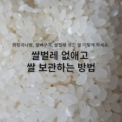 화랑곡나방, 쌀바구미, 쌀벌레 생긴 쌀 이렇게 하세요. 쌀벌레 없애고 쌀 보관하는 방법
