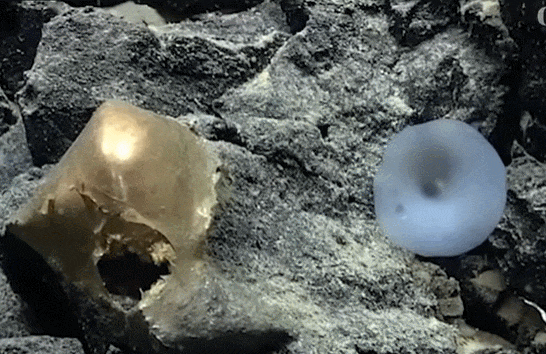 심해에서 발견된 괴물체 '황금 알'...미스터리 심해 생물 것? VIDEO: Scientists puzzled by gold orb found on the Alaskan seabed