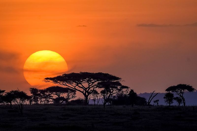 야생의 세렝게티 Wild Serengeti (Serengeti National Park)