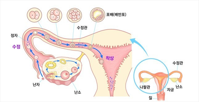 (해부학) 인체의 발생