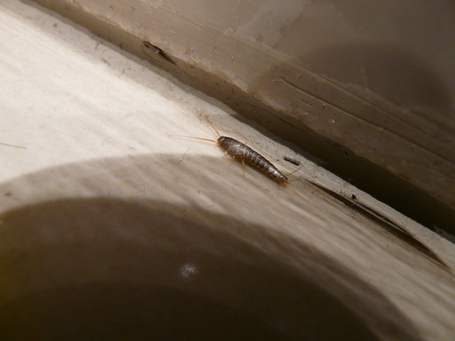 실버피쉬(silberfischchen) - 양좀, 종이벌레, 바퀴벌레