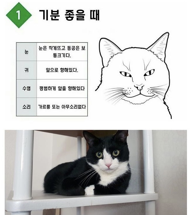 교과서적으로 기분 좋은 고양이