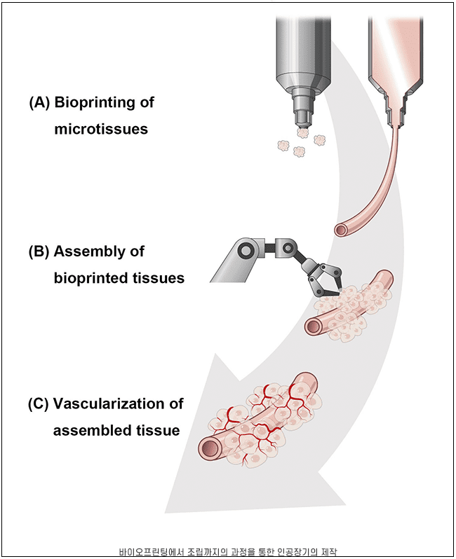 포스텍, 3D 바이오프린팅 활용 인공장기 제작 가능해져...