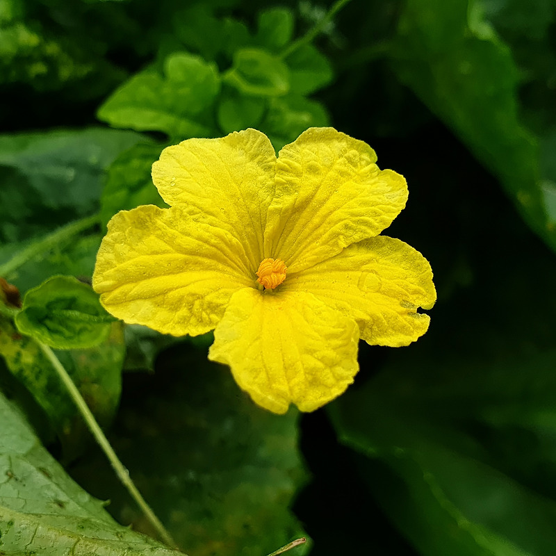 수세미 노란꽃, 작은 노란꽃