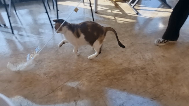 천안 고양이 강아지 있는 카페 직산 카페쉼