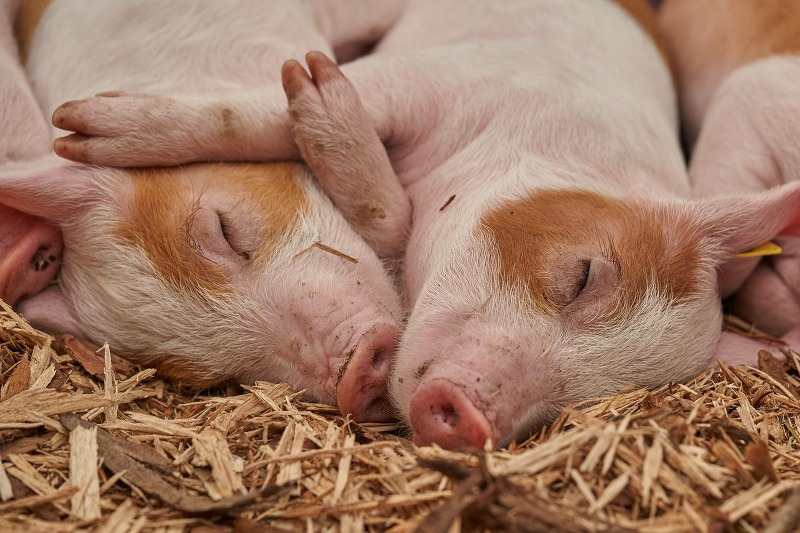 돼지와 관련된 꿈(돼지 꿈해몽, 돼지 꿈풀이)