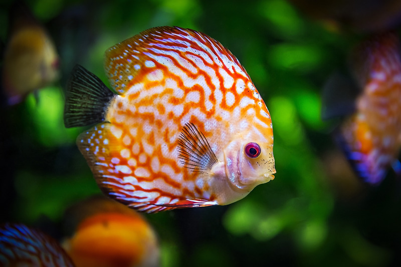 물고기와 관련된 꿈(물고기 꿈해몽, 물고기 꿈풀이)