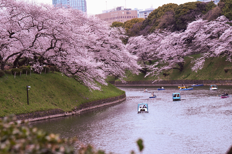 도쿄의 벚꽃 개화 시기와 아름다운 사진 찍을 수 있는 명소들
