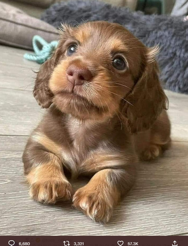 보면 볼수록 심장이 요동치는 초콜렛 강아지 Baby needs a chocolatey name