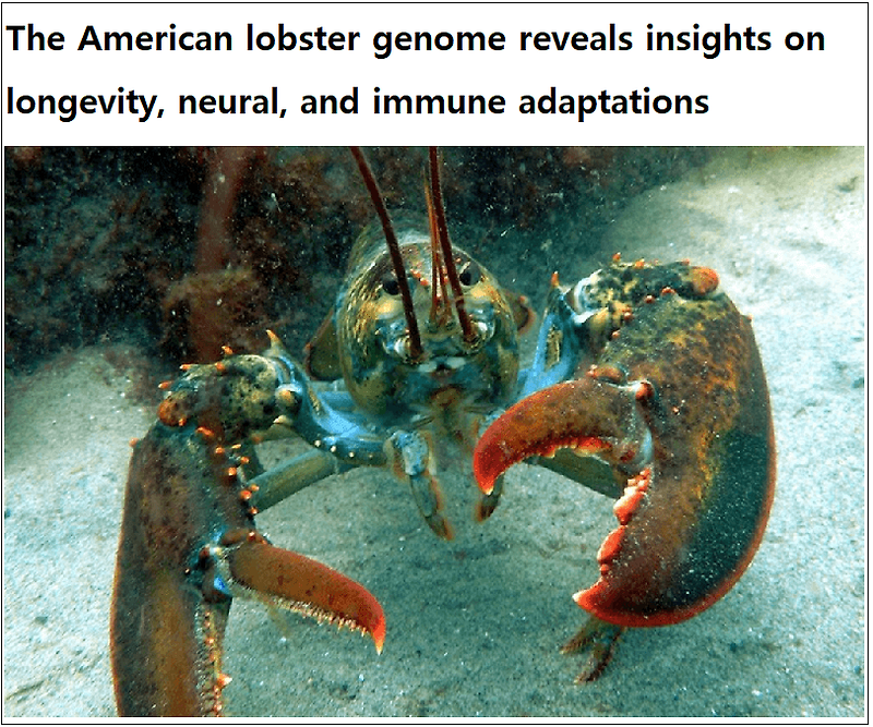 100살까지 장수하고 종양이 없는 랍스터 유전자  The American lobster genome reveals insights on longevity, neural, and immune adaptations
