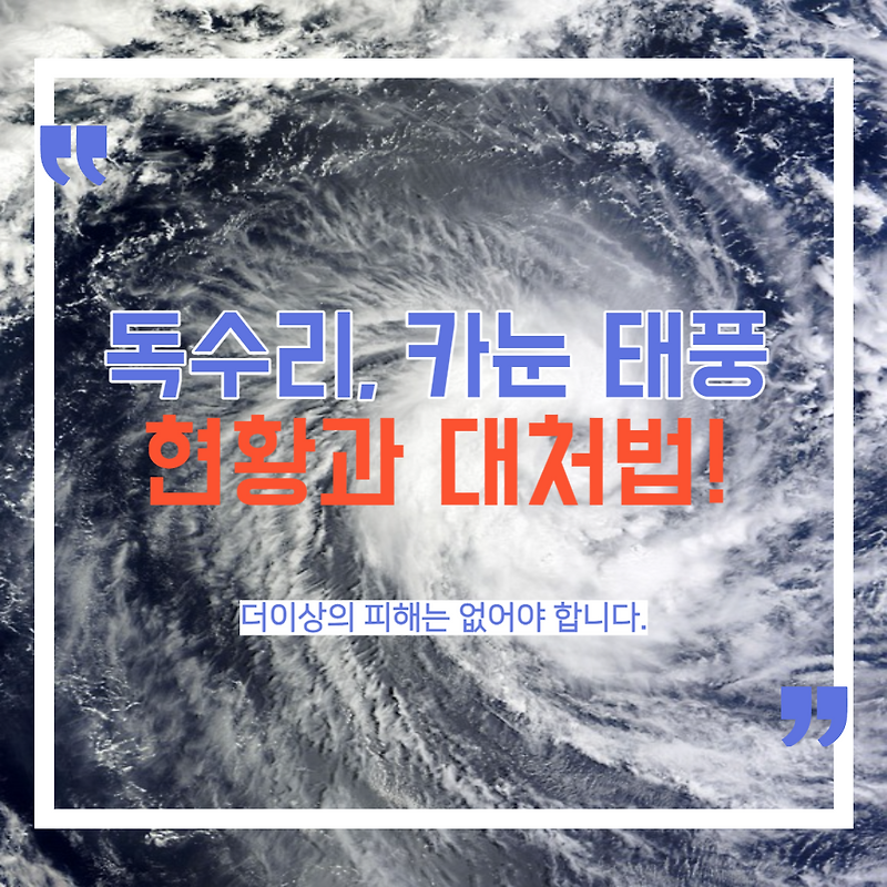 5호 태풍 독수리, 6호 태풍 카눈 정보와 태풍, 강풍 대처법