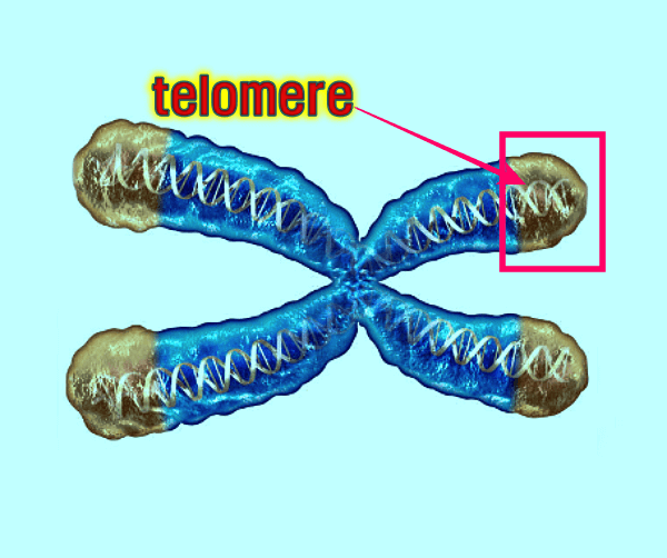 텔로미어가 노화의 모든 키를 들고 있는가?