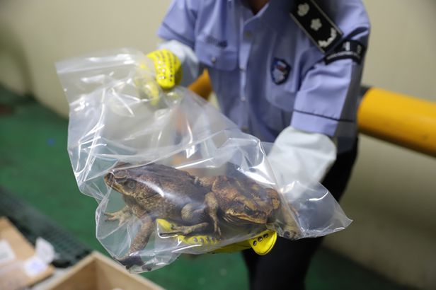 독 두꺼비 아나콘다 등 맹독성 동물 밀반입 적발 ㅣ 치명적 독으로 생태계 대혼란 일으키는 수수두꺼비(Cane toad) VIDEO: Cane Toad Squirting Poison!