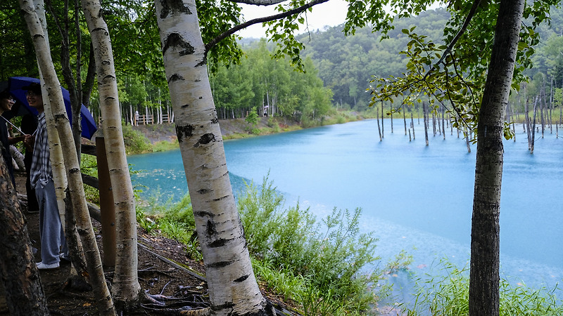 [비에이 청의호수] 비가와도 푸른색이 찐이었던 청의 호수