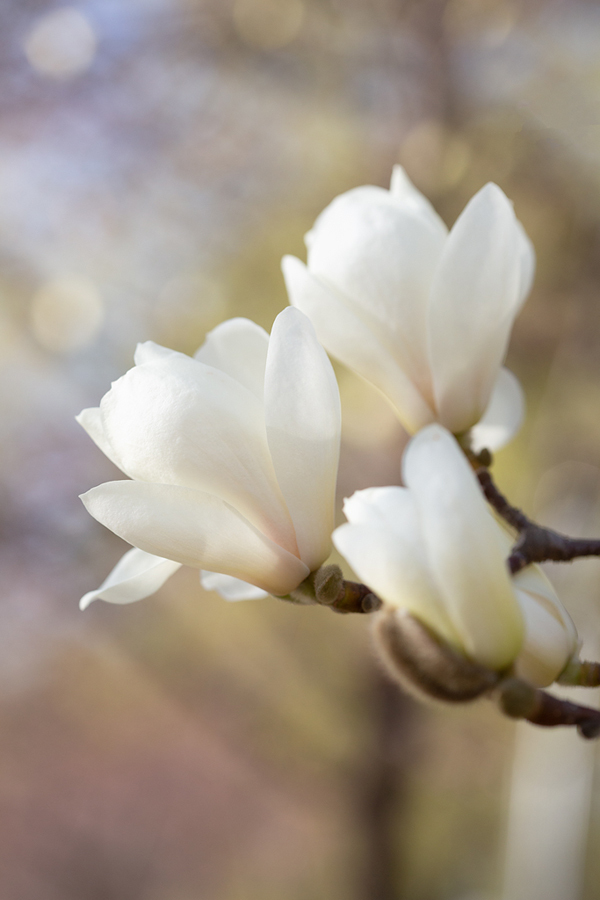 봄꽃 목련 효능과 꽃말 (Kobus magnolia)