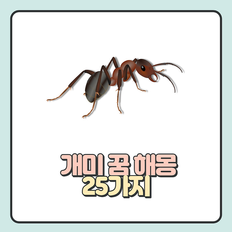 개미 꿈 해몽 대표적 뜻과 상황에 따른 개미 꿈 풀이 25가지 알아보기!