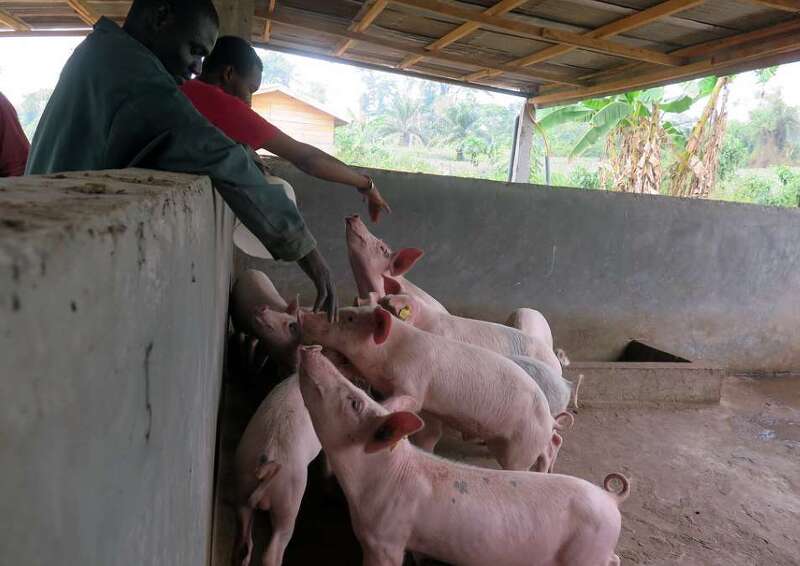 아프리카 돼지열병 원인, 증상, 검사, 예방 및 대처방안