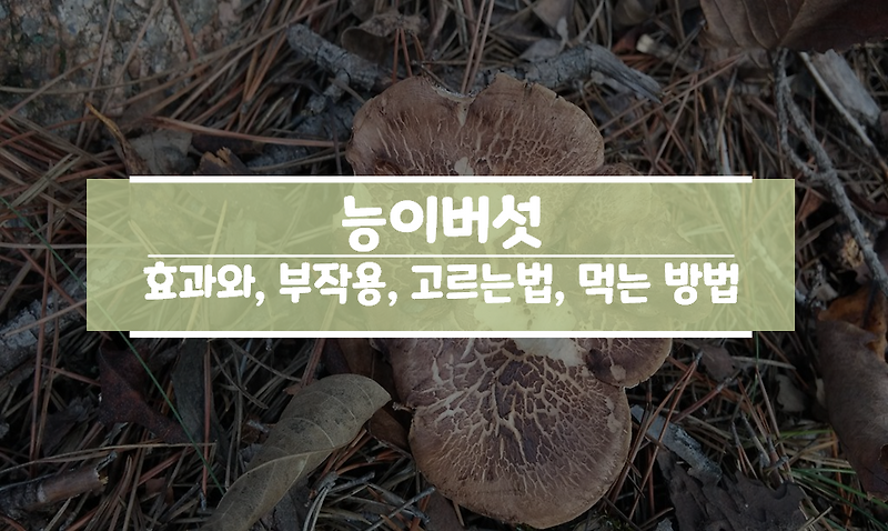 능이버섯 효능 먹는법 부작용