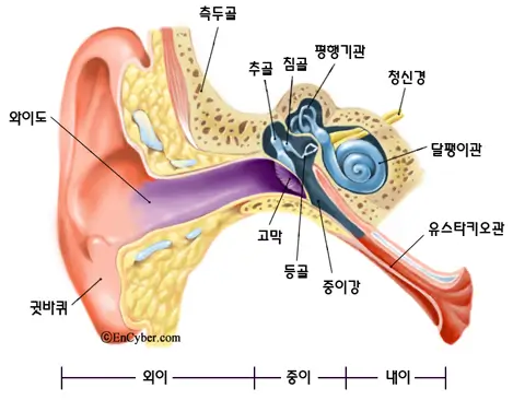 어금니 꽉 깨물면 귀가 아픈 이유? 이명증 완화 팁 대방출!