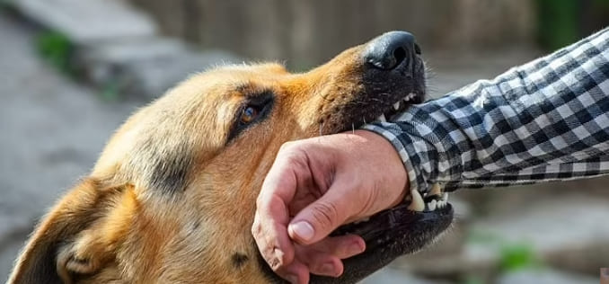 조심조심!..개는 더울 때 문다 Dogs are more likely to BITE you when it's hot: