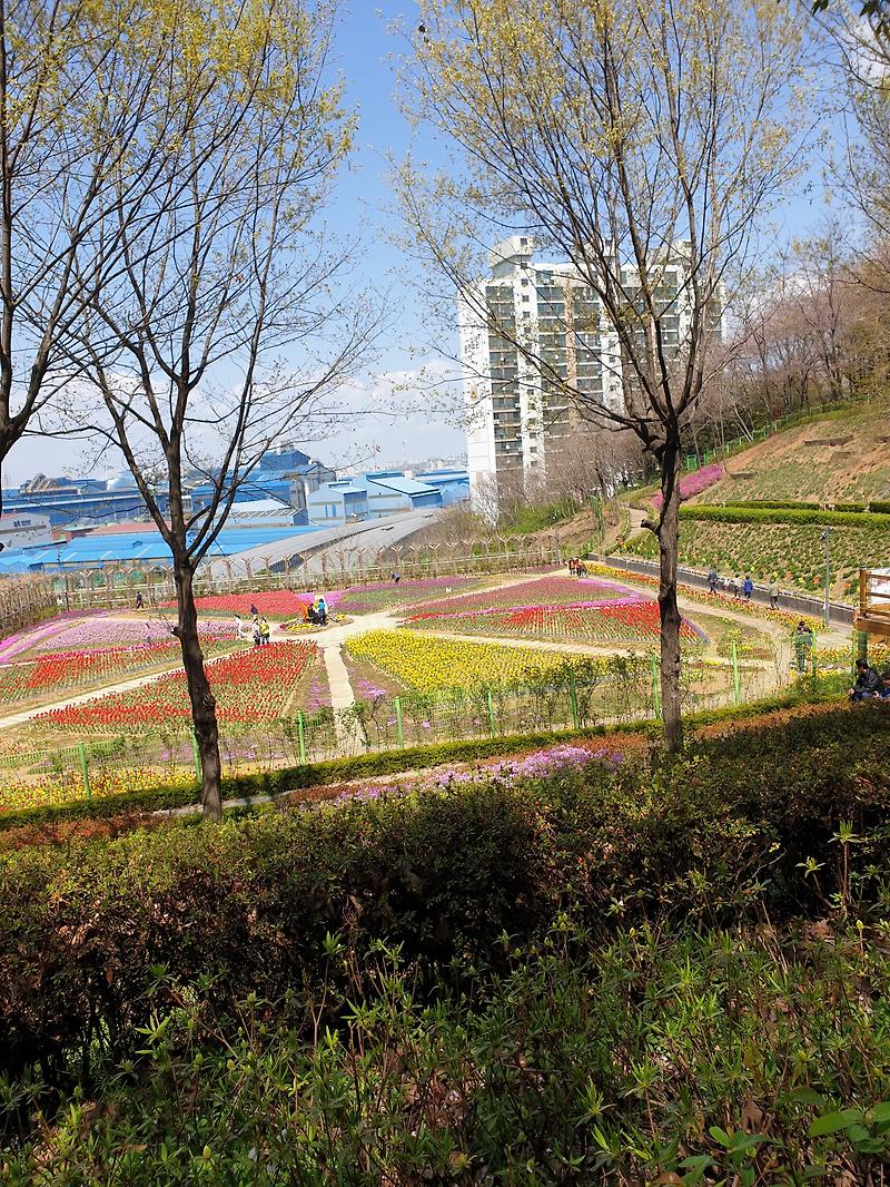 인천 코로나 나들이 장소 송현 근린공원 수도국산박물관 튤립정원