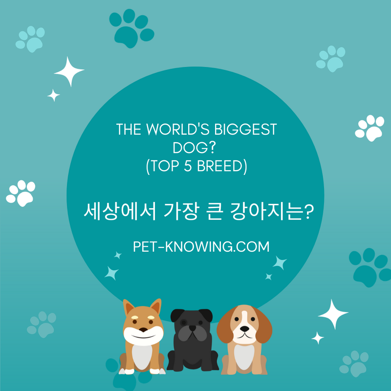 세상에서 가장 큰 강아지 및 품종 5종은?