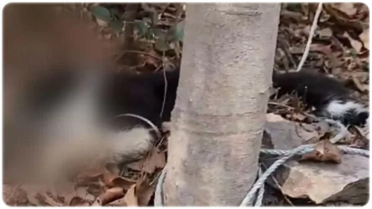 전라남도 완도군에서 길고양이 50마리 중 절반 이상이 죽은 채 발견돼 경찰이 수사
