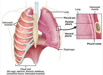폐 결절과 폐암의 관계에 대한 이해,위험 요인 및 증상, 예방법