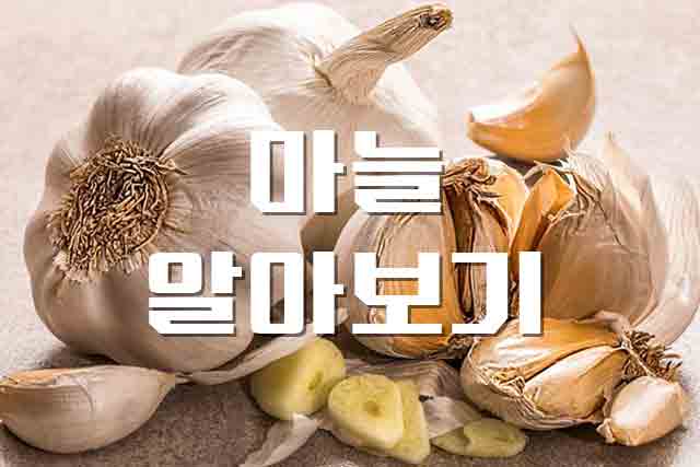 마늘, 한국인의 근본 식재료 마늘 알아보기