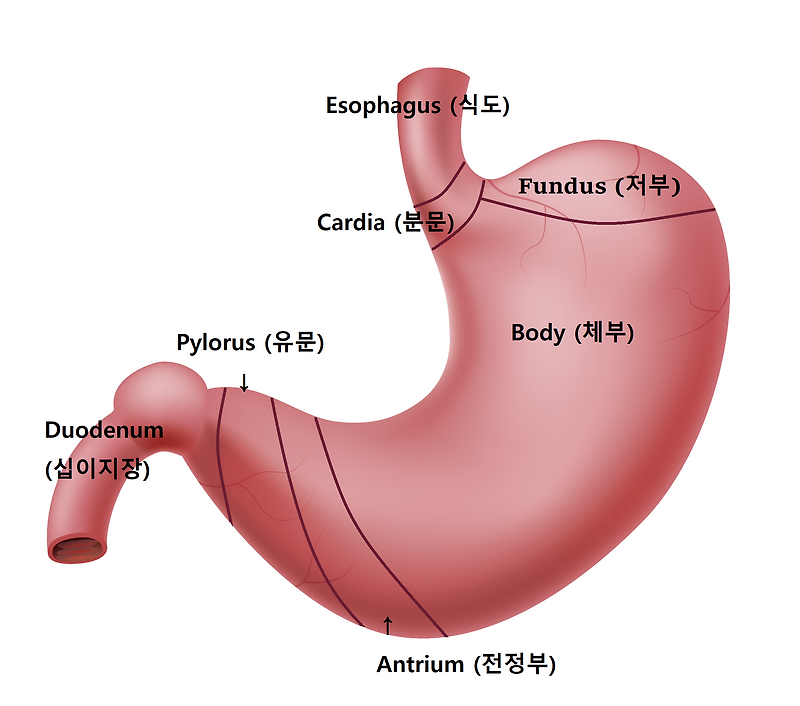 만성 위염(Chronic gastritis)의 원인, 자가 면역성 질환과 헬리코박터균