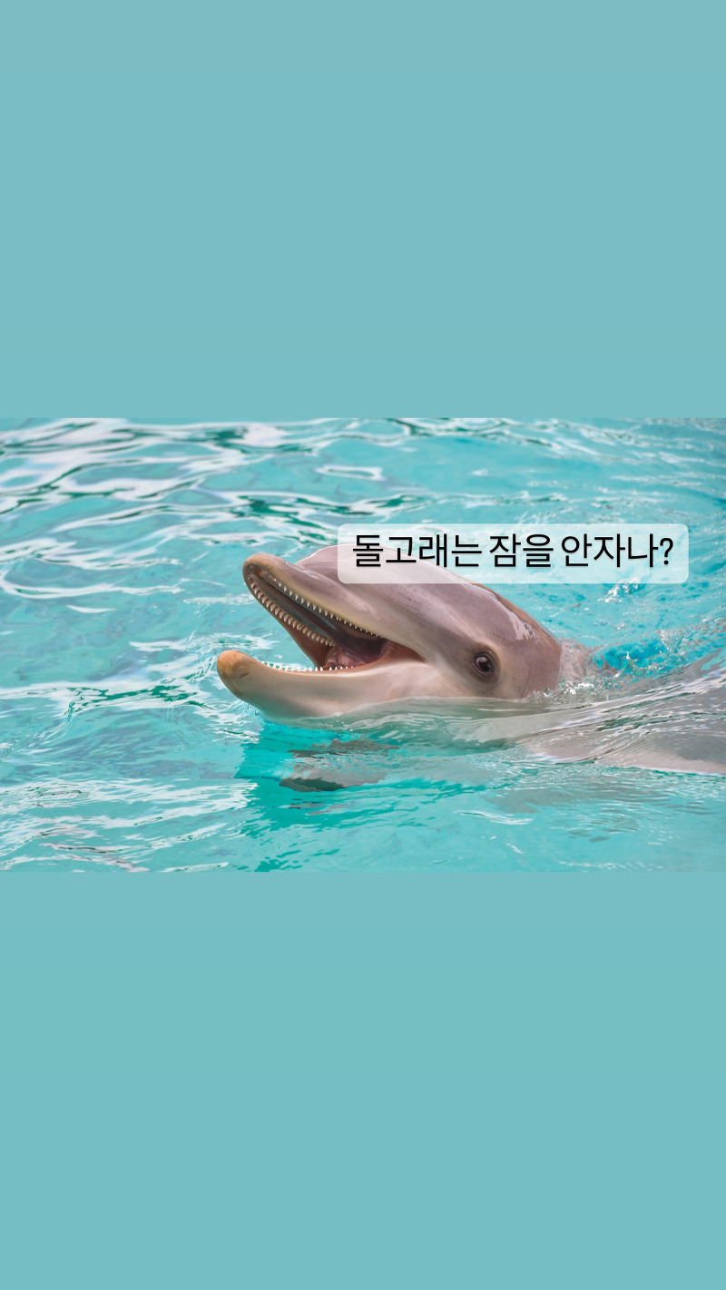 [동물]돌고래는 반만 잠든다?