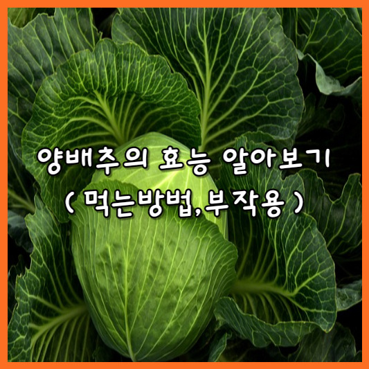 양배추의 효능 알아보기(먹는법,부작용)