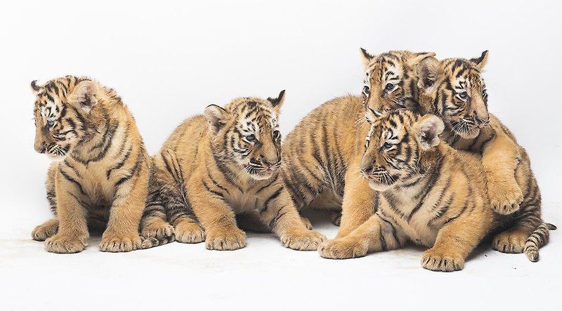 다 자랐네!...에버랜드 아기 한국호랑이 오둥이 일반에 공개