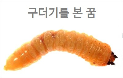 구더기꿈 구더기를 본 꿈 몸에서 구더기를 떼어내는 꿈 집안에 구더기가 가득한 꿈 온몸에 구더기가 붙어있는 꿈 해몽