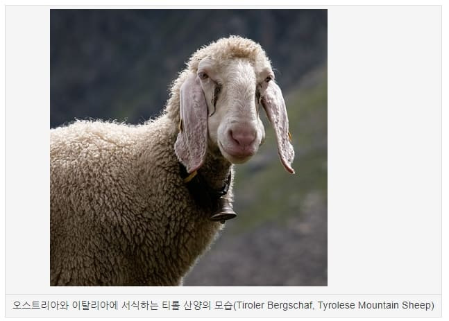 산양(Mountain Goat)이 염소? 그리고 놀라운 등판 능력 VIDEO: Mountain Goats Don’t Believe In Gravity