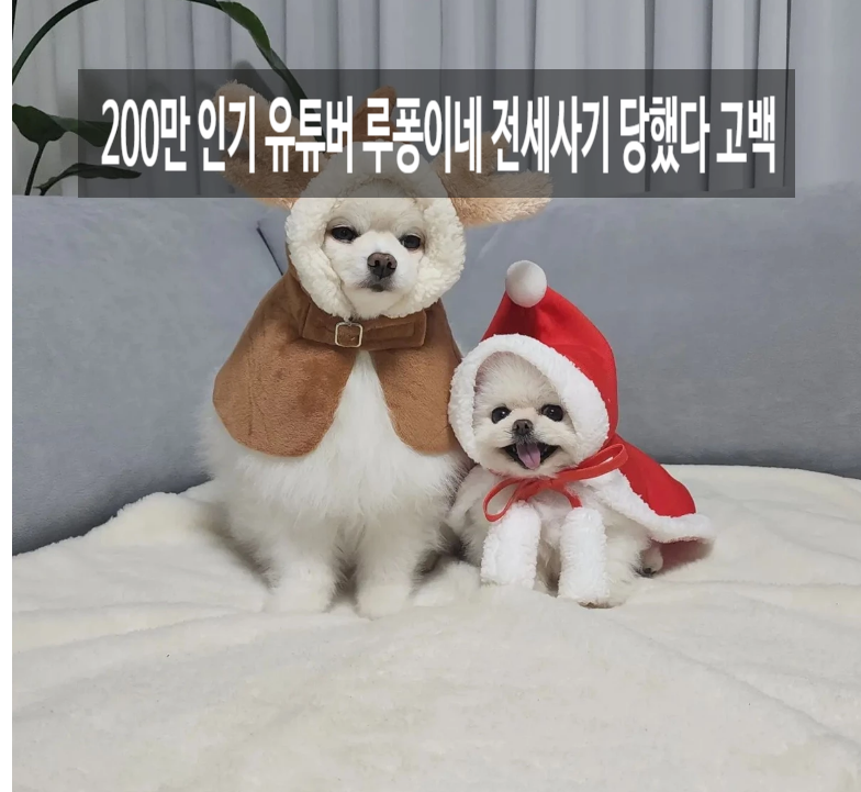 200만 인기 유튜버 루퐁이네 전세사기 충격 고백 '행복하게 살고 싶었을뿐'