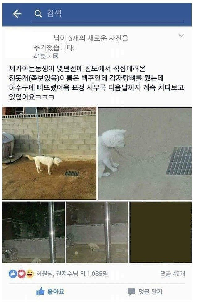 진돗개가 하수구 앞을 떠나지 못하는 이유