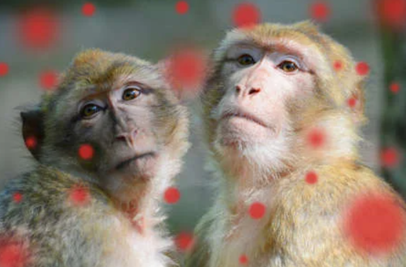 원숭이두창증상 원숭이두창감염경로 감염예방법 알아봐요!!*^__^*