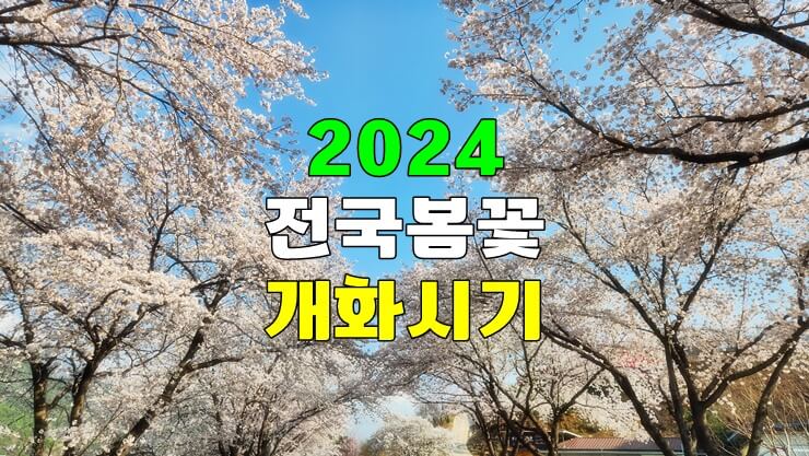 2024년 전국 벚꽃 개화시기 및 만개시기 예측 [봄 개나리 개화시기, 진달래 개화시기]