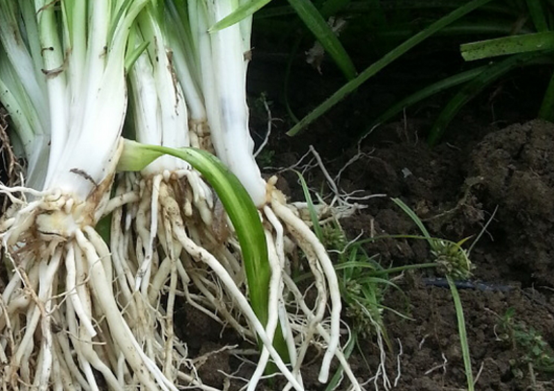 삼채 모종 심는 시기 재배법